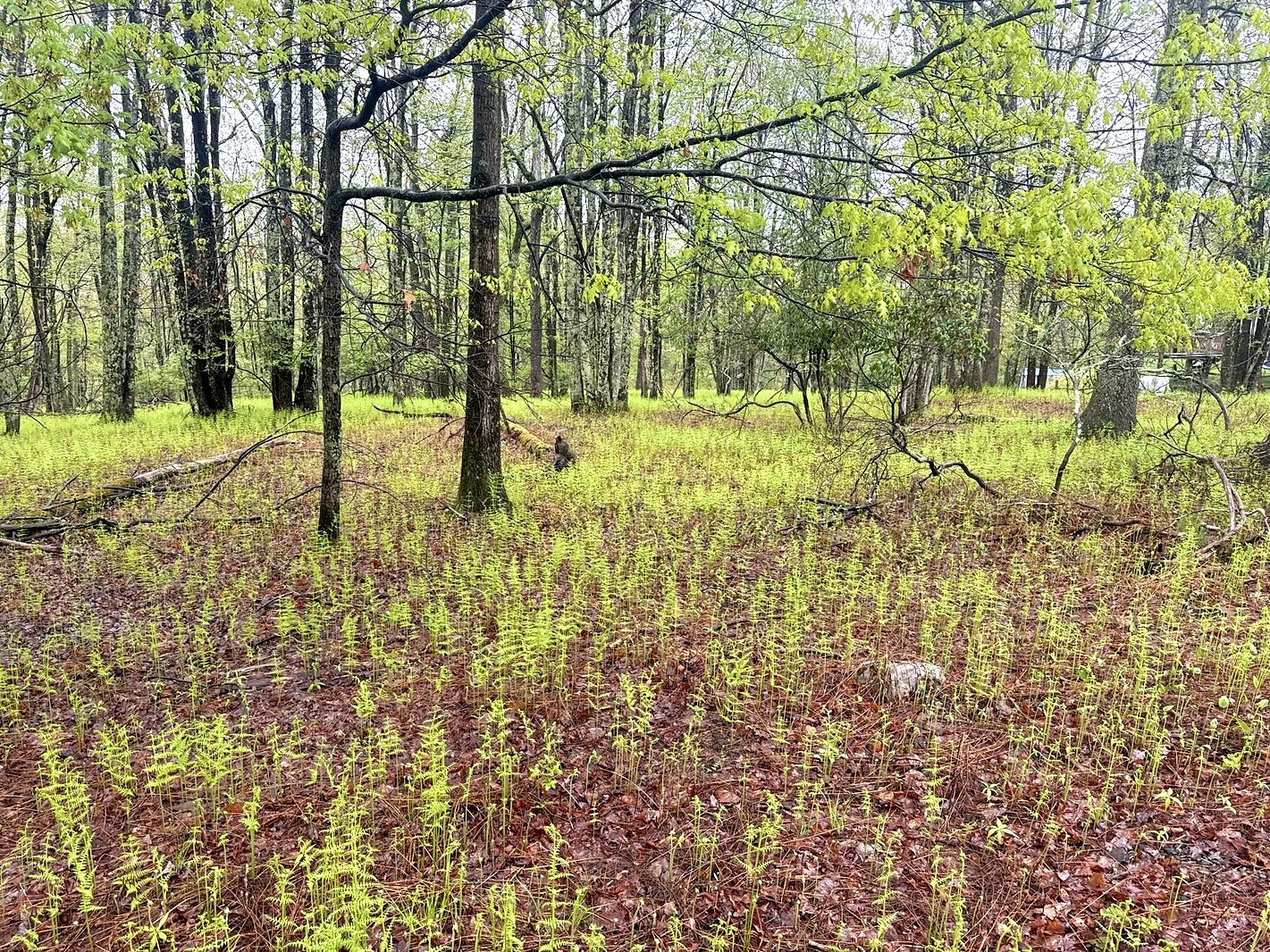 1 Acre Lot In The Poconos
